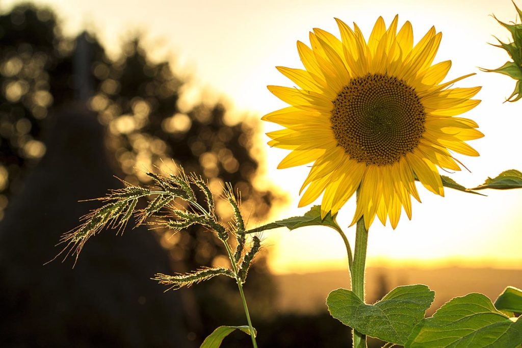 Sunflower and a stalk of wheat in the sun
